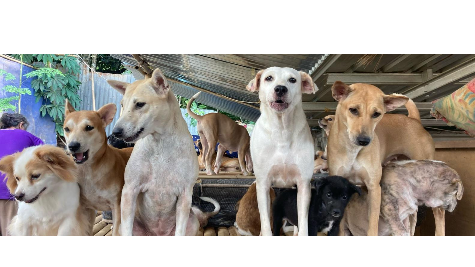 Team im Einsatz mit Hunden