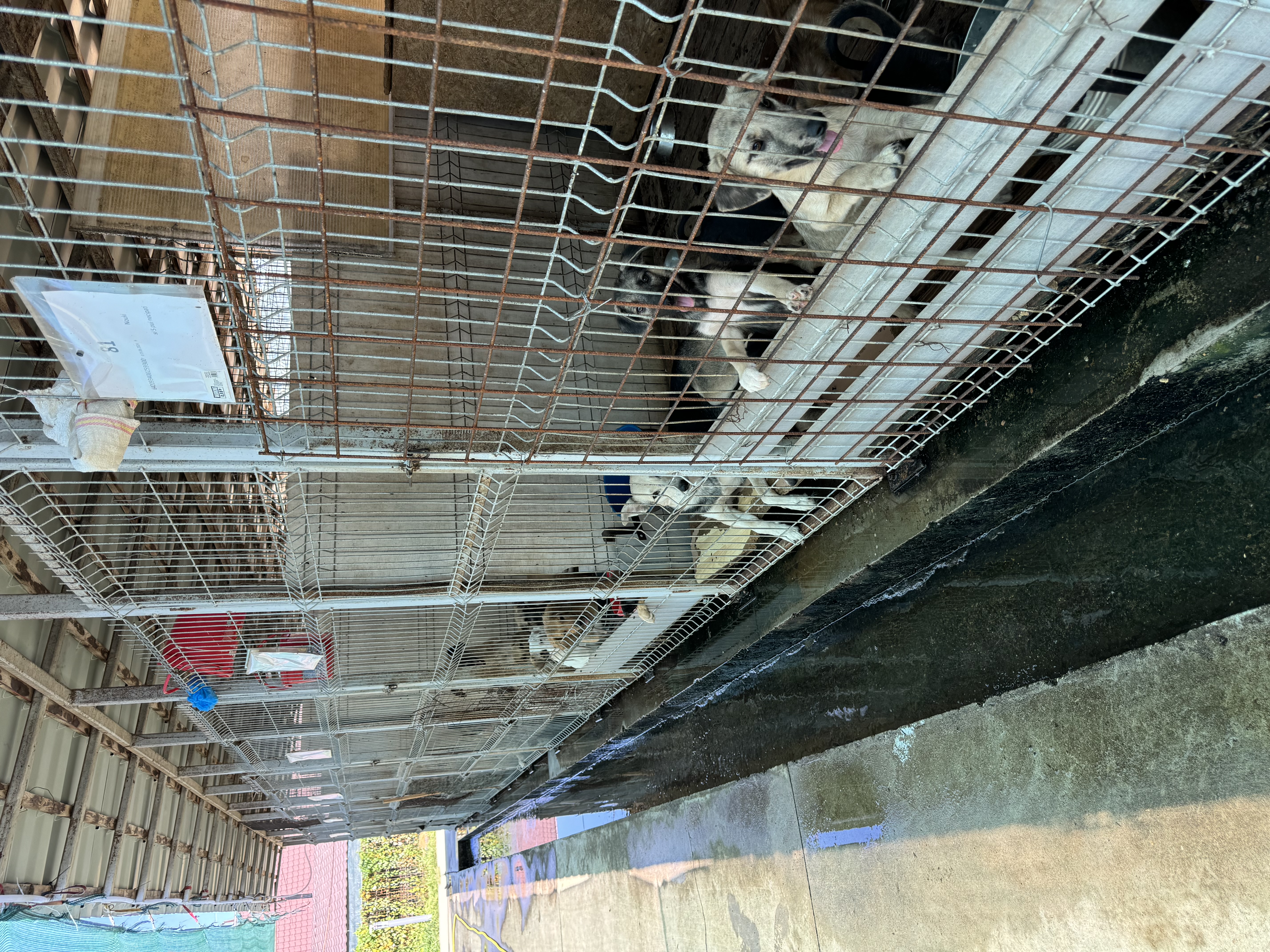 Hunde im Shelter
