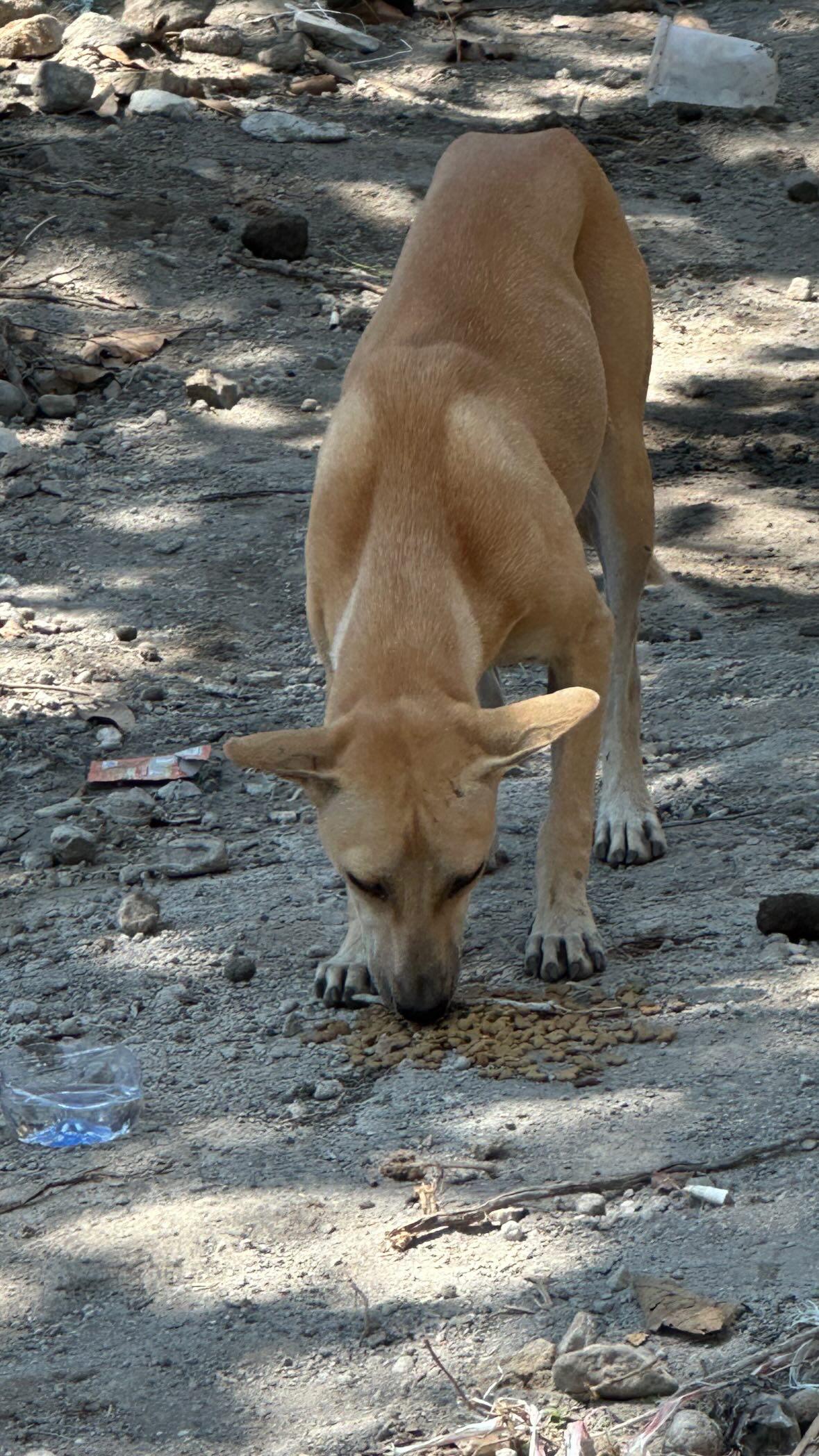 Straßenhunde in Rumänien